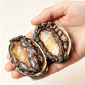 Hand holding two whole abalone in their iridescent shells